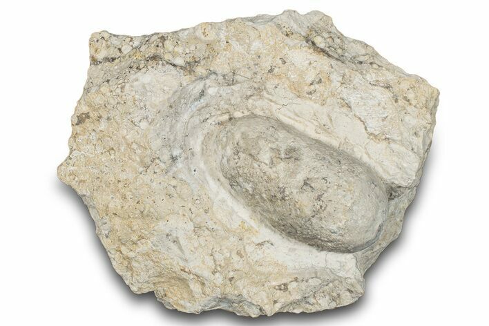 Eocene Fossil Crocodile Egg - Bouxwiller, France #293166